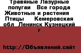 Травяные Лазурные попугаи - Все города Животные и растения » Птицы   . Кемеровская обл.,Ленинск-Кузнецкий г.